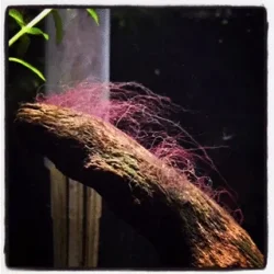 algae.webp