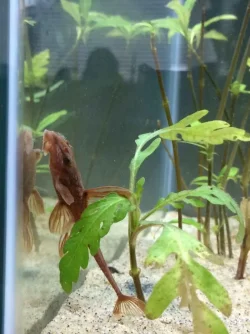 whiptail 1.webp whiptail 1.webp