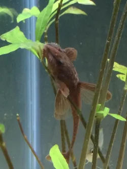 whiptail.webp whiptail.webp