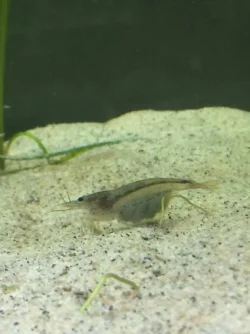 Amano shrimp.webp Amano shrimp.webp