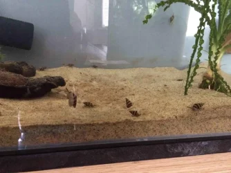 assassin snails.webp assassin snails.webp