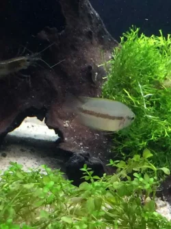 Female gourami.webp Female gourami.webp