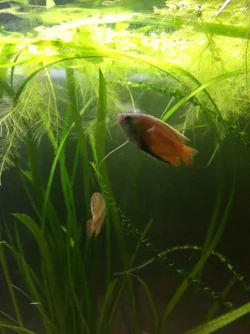 Male Gourami.webp Male Gourami.webp