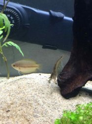 Amano &amp; F Gourami.jpg