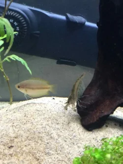 Amano &amp; F Gourami.webp