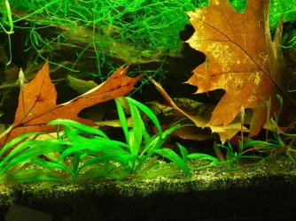 Farlowella fry Sep 2-15.webp