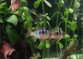 gbr1.webp