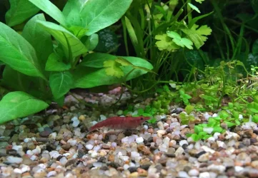 197.webp