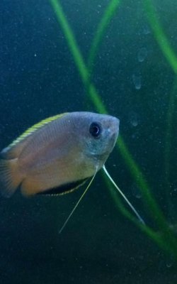 male colouring up.jpg male colouring up.jpg