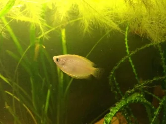 female gourami pic.webp female gourami pic.webp