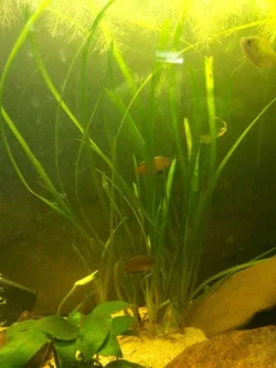2 male gourami.webp 2 male gourami.webp