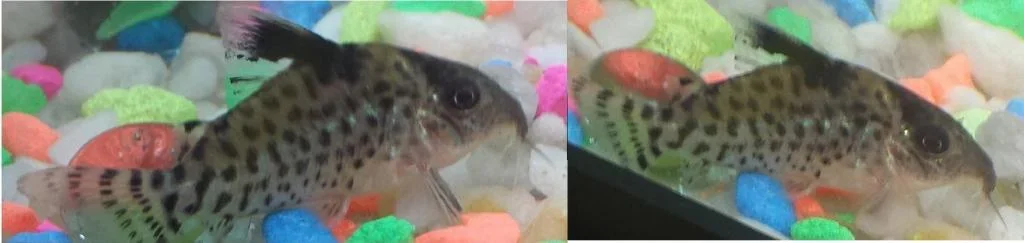 Cory.webp Cory.webp
