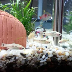 What are these fish?.webp