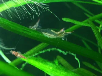 Berried Pinnocio &amp; RCS.webp