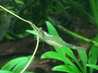 Another berried Pinnochio.webp