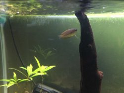 New female Gourami.jpg