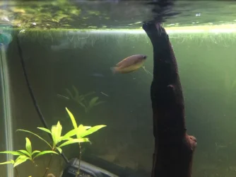 New female Gourami.webp