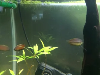 New F Gourami &amp; male.webp