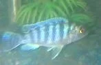 FISH.webp FISH.webp