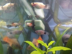 IMG_20150921_132140.jpg IMG_20150921_132140.jpg