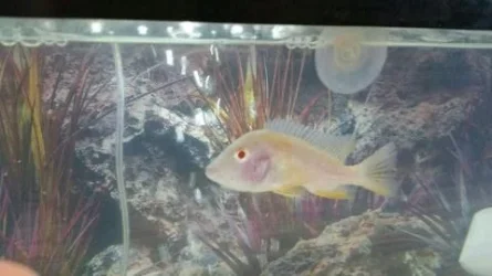 fishie.webp
