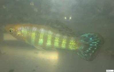 Mollyguppy.webp