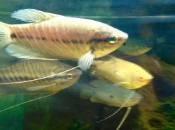 Gourami_Gang.jpg
