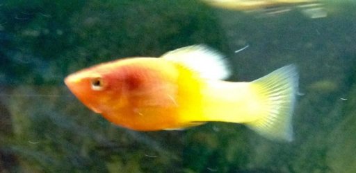 Platy.jpg