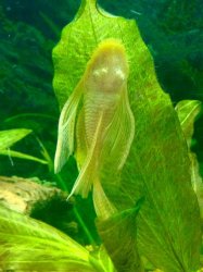Pleco.jpg