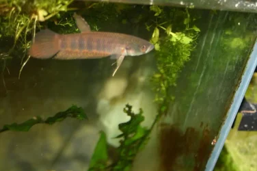fwbettas1395846839_zpse2777821.webp
