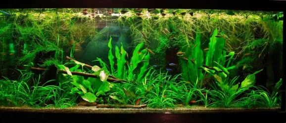 70g March 13-14.webp