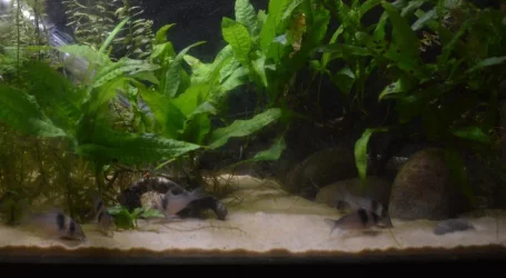 corydora virginiai.webp