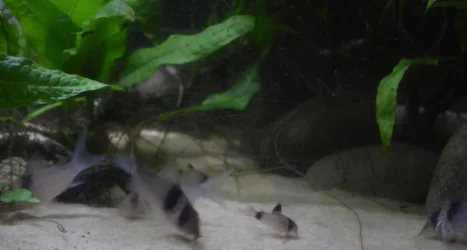 corydora panda.webp
