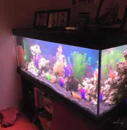 fish.webp