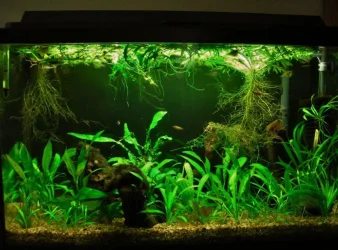 29g Sep 19-11.webp