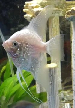 Fish 1.webp