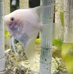 Fish 2.webp