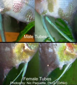 tubes3.webp