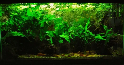 33g Aug 14-15.webp