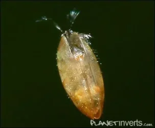 ostracoda2-th.webp