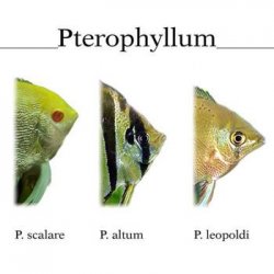 Pterophyllum sp heads.jpg