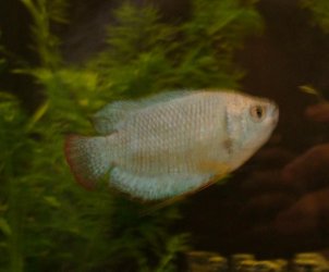 dwarfgourami.jpg