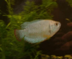 dwarfgourami.webp