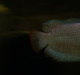 gourami2.jpg