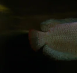 gourami2.webp