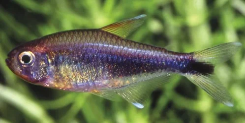 newtetra.webp newtetra.webp