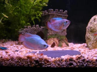 Dscf8015--2fish.webp