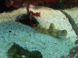 Moby the Goby 2029.webp
