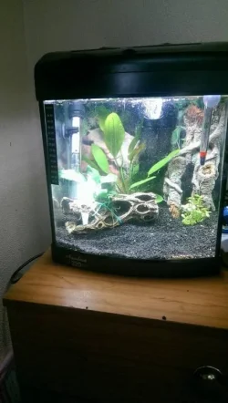 shrimp tank.webp