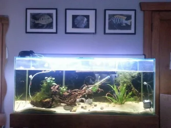 tropical tank.webp tropical tank.webp
